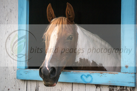 20150705-horse-heart-20150705-DSC_0484